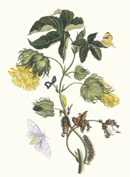 Cotonier. Aus dem Buch Metamorphosis insectorum Surinamensium, 1705