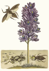 Eichhornia crassipes. Aus dem Buch Metamorphosis insectorum Surinamensium, 1705