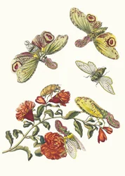 Grenadier. Aus dem Buch Metamorphosis insectorum Surinamensium, 1705