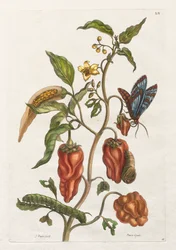Allgemeine Geschichte der Insekten von Suriname und Europa: Bd. I, Nr. 55 - Indischer Pfeffer