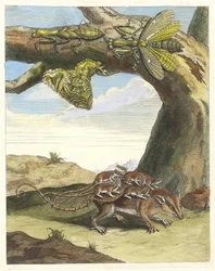 Waldmaus. Aus dem Buch Metamorphosis insectorum Surinamensium, 1705