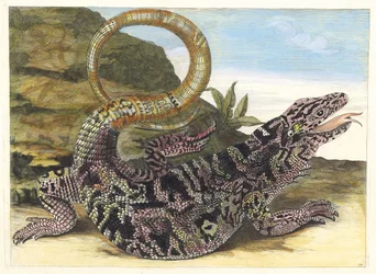 Sauvegarde. Aus dem Buch Metamorphosis insectorum Surinamensium, 1705