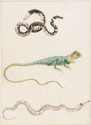 Südamerikanische Kleinkopf-Doppelschleiche, Leguan oder ostindische Baumeidechse und Seenadel
