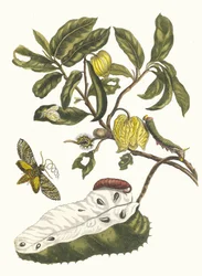 Zuursak. Aus dem Buch Metamorphosis insectorum Surinamensium, 1705