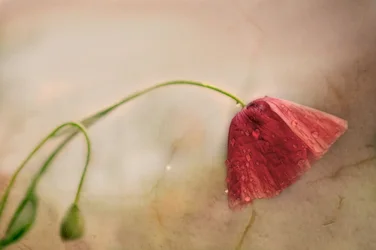 Zarte Mohnblüte