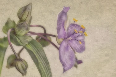 Zarte violette Blüte