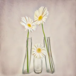 Elegante Weiße Gerbera