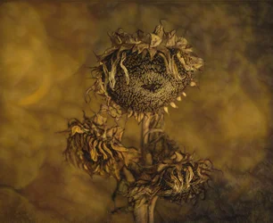 Rustikale getrocknete Sonnenblumen