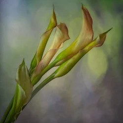 Sanfte Calla-Lilien
