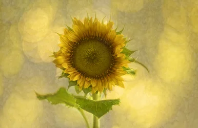 Weiche goldene Sonnenblume