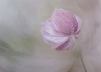 Zarte rosa Blüte