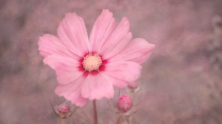 Zarte rosa Kosmosblume