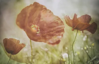 Weiche Rote Mohnblumen