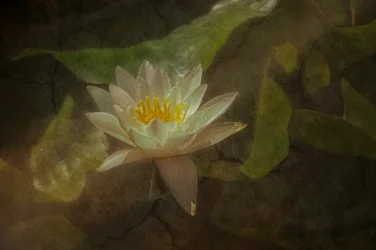 Ruhige Seerose