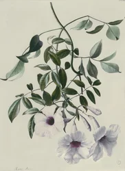 Jasmin