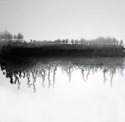 Monochrome Waldreflexion