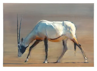 Arabischer Oryx, 2010