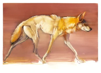 Arabischer Wolf, 2010