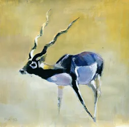 Hirschziegenantilope, Velavadar, 1997