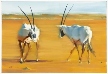 Kreisende Arabische Oryx