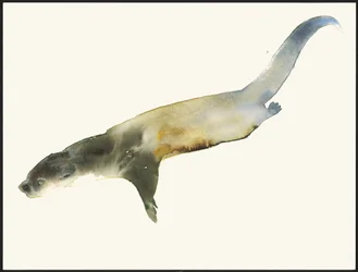 Europäischer Otter