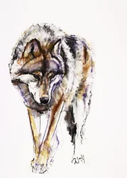 Europäischer Wolf