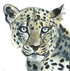 Leopard, 2015