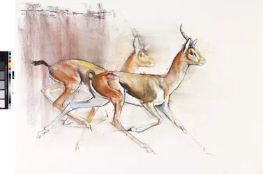 Laufende arabische Gazellen, 2010