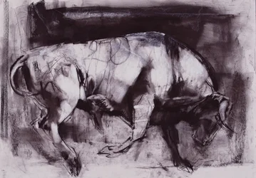 Der weiße Stier (Studie), 1998