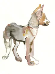 Waggle (Arabischer Wolfswelpe), 2011