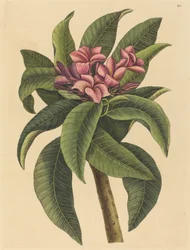Roter Frangipani