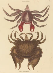 Roter gesprenkelter Felsenkrabbe (Cancer grapsus)