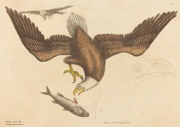 Der Weißkopfseeadler Falco leucocephalus, veröffentlicht 1731-1743