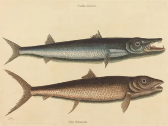 Die Barrakuda (Esox barracuda)