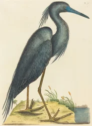 Der Blaureiher (Ardea coerulea)