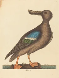 Der Blauflügelige Löffelente Anas clypeata foemina, veröffentlicht 1754