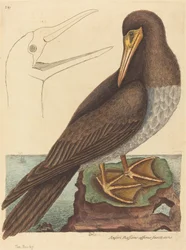 Der Tölpel Pelecanus Sula