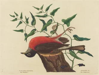 Die Wanderdrossel von Carolina Turdus migratorius, veröffentlicht 1731-1743