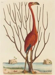 Der Flamingo