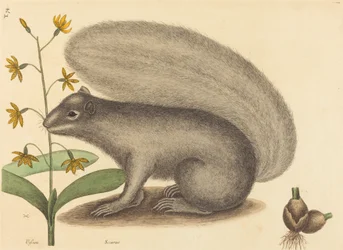Der Graufuchs (Sciurus cinereus)