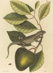 Die Guana (Lacerta Iguana)