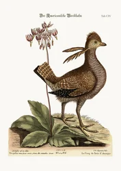 Der Birkhahn, 1749-73