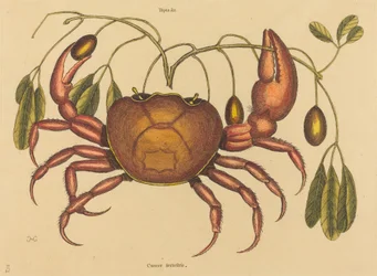 Die Landkrabbe Cancer ruricola