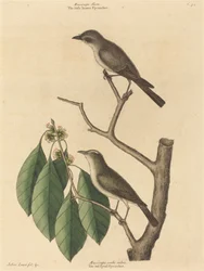 Der kleine braune Fliegenschnäpper