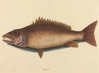Der Mangrovenschnapper (Labrus griseus)
