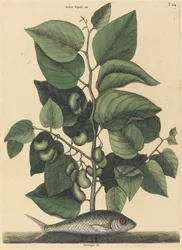 Die Sardelle (Argentina carolina)