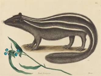 Das Stinktier (Viverra putorius)