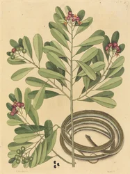 Die Bänderschlange Coluber saurita, veröffentlicht 1731-1743