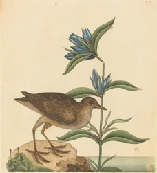 Die Soree Rallus Virginianus, veröffentlicht 1731-1743