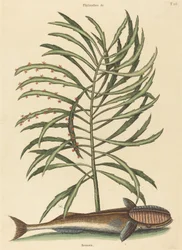 Der Saugnapf Fisch Echeneis naucratis, veröffentlicht 1731-1743